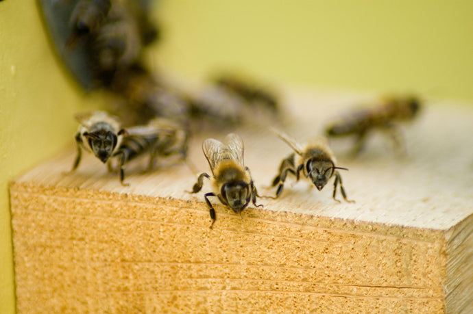 Quand et où installer son nichoir ?