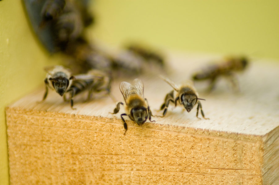 Quand et où installer son nichoir ?